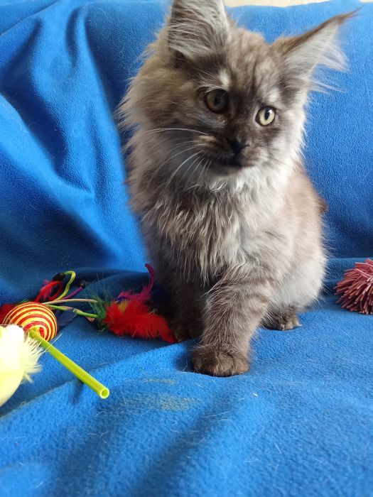 Будущие великаны