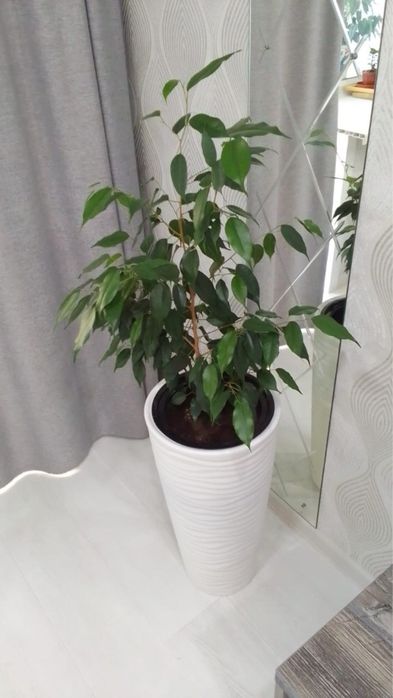 Фикус Бенджамина