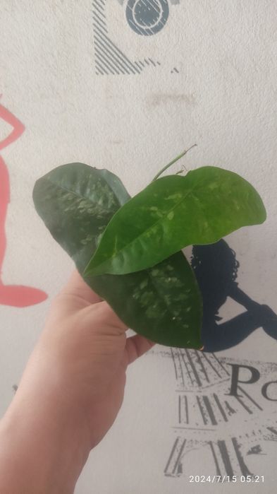 Продам пассифлоры