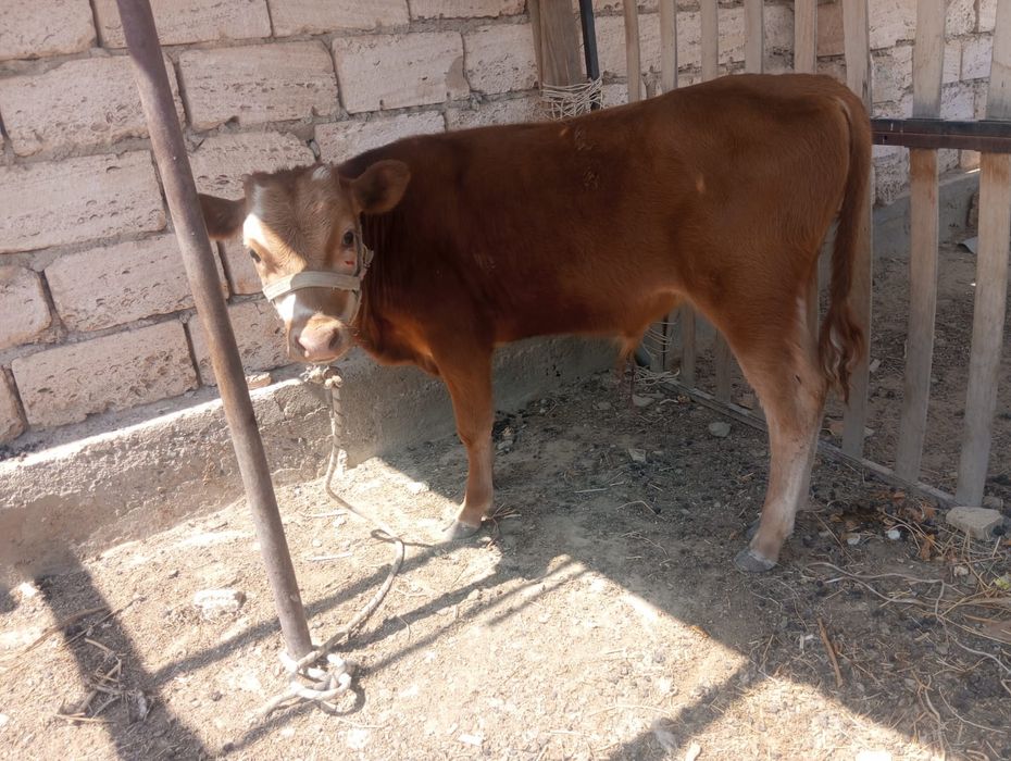 Еркек бызау саттылады