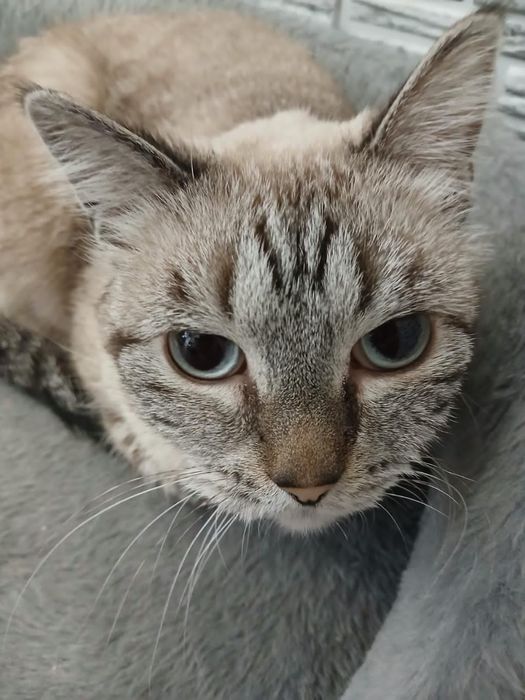 Срочно ищем дом для кисуни