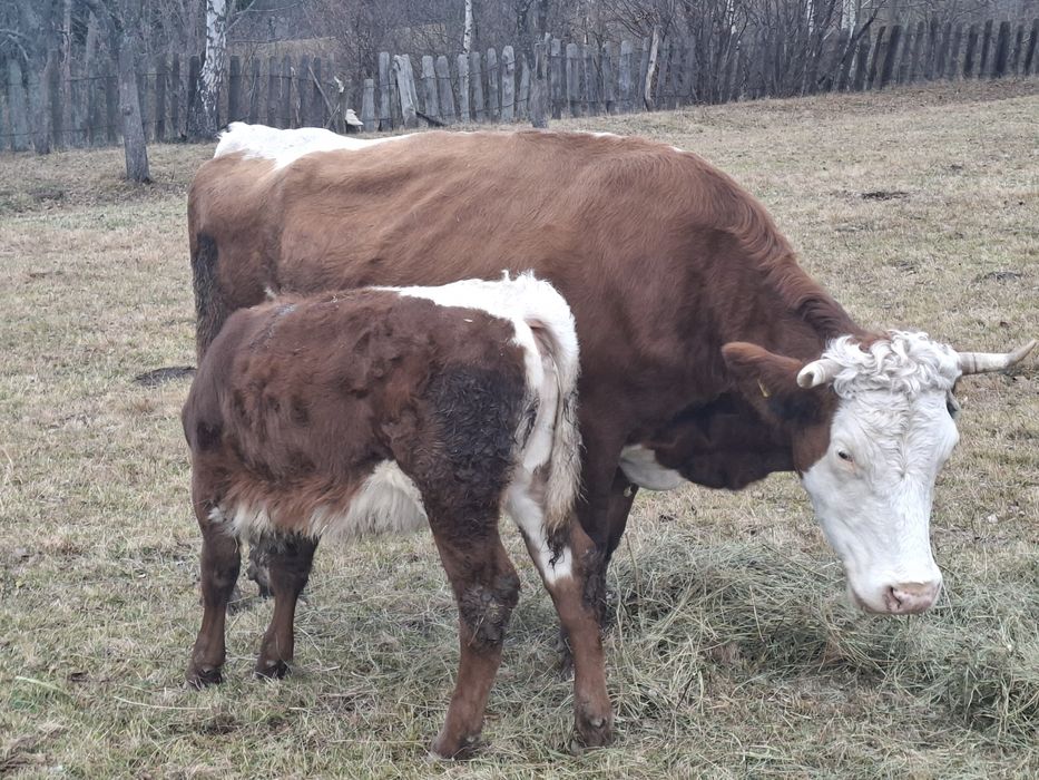 Vând vaca de 6 ani cu vitea