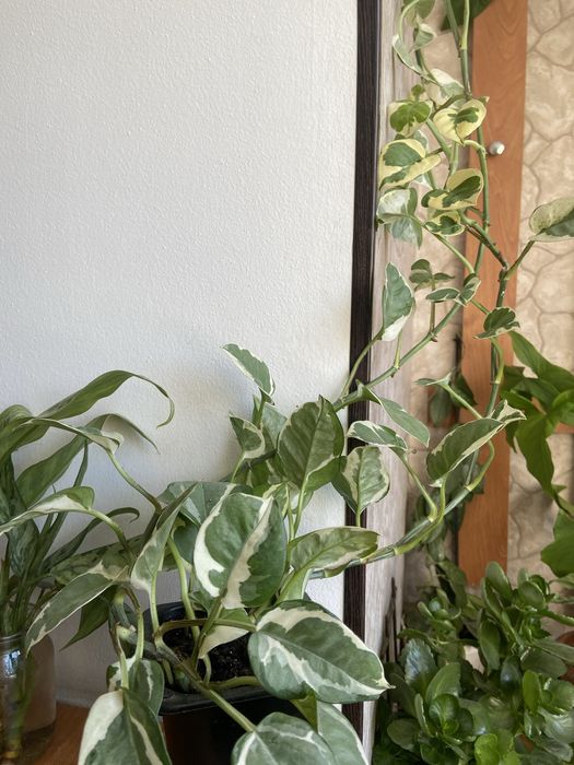 ,Сциндвптусы,сингониумы,эпипремнум