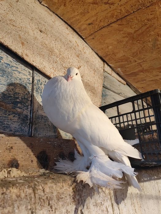 Porumbei gușați de pomerania