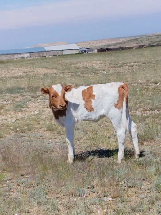 Продам месячных телят