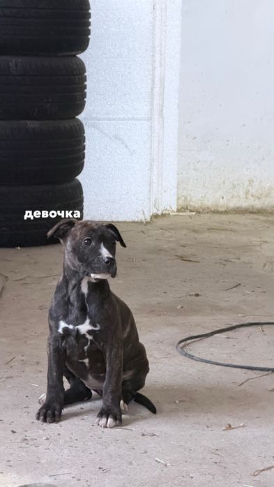 Продаются щенки АМСТАФ