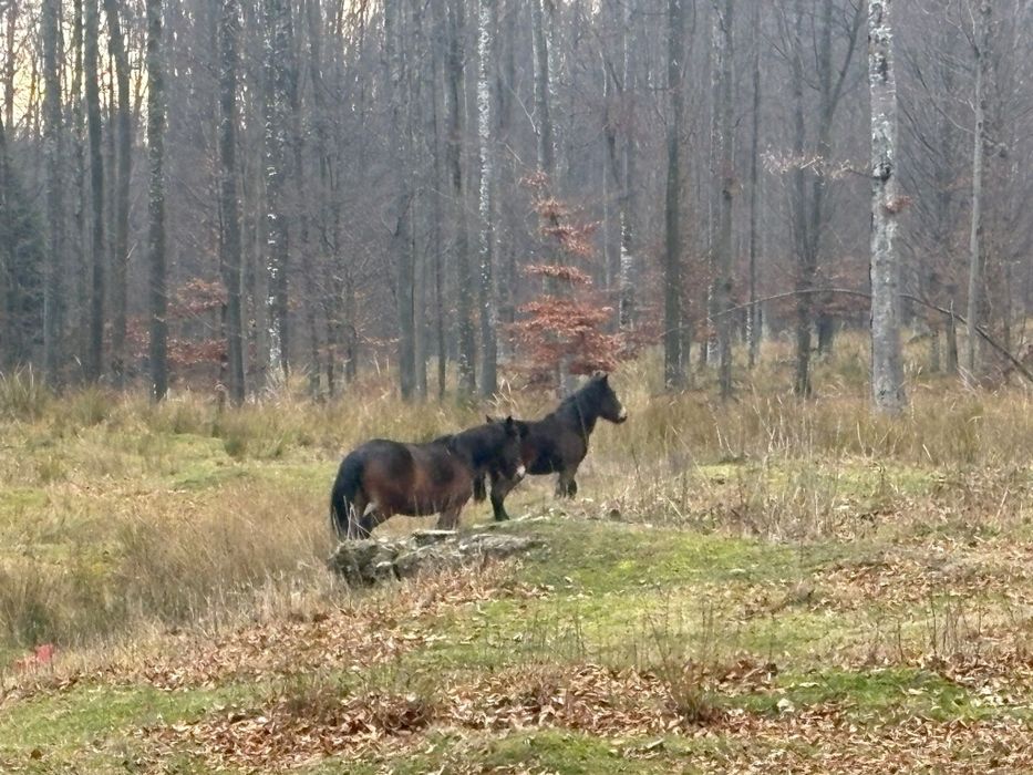 Iapa și mânza..super preț