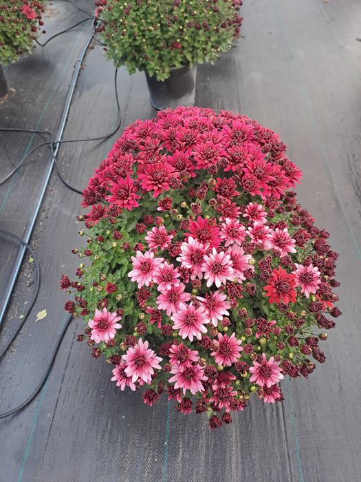 Кълбовидна хризантема-13лв