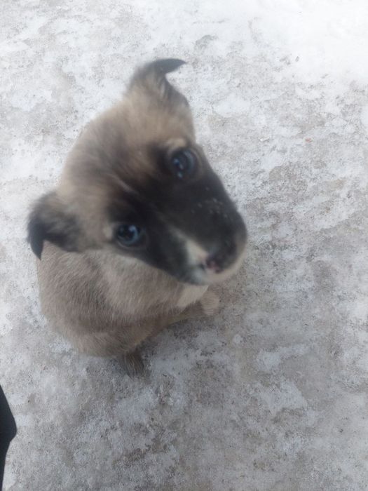 Отдам щенят в добрые руки