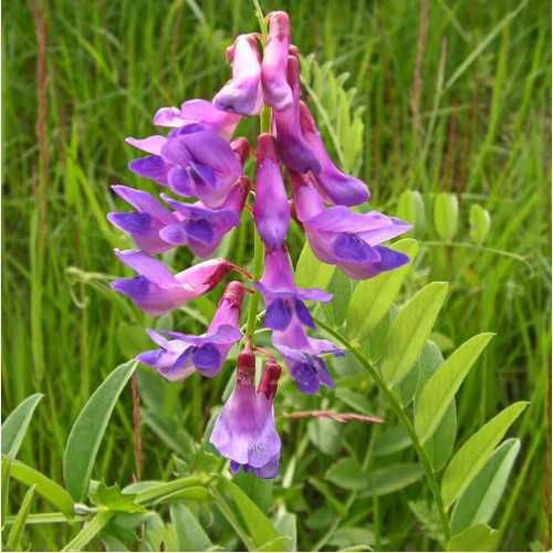 Семена Вика Яровая(Барнаулка, Обская 16, Льговская)