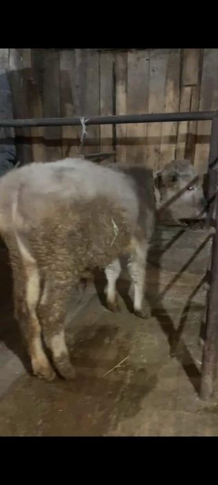 Продам 2 Бычка .