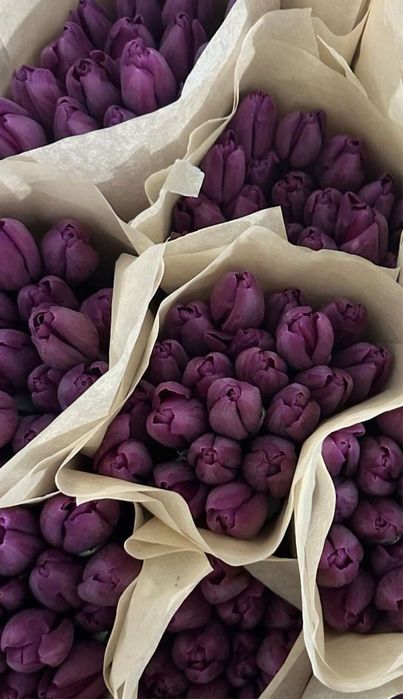 Тюльпаны оптом на 8 марта