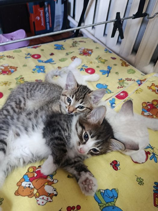 Отдам котят  в добрые руки