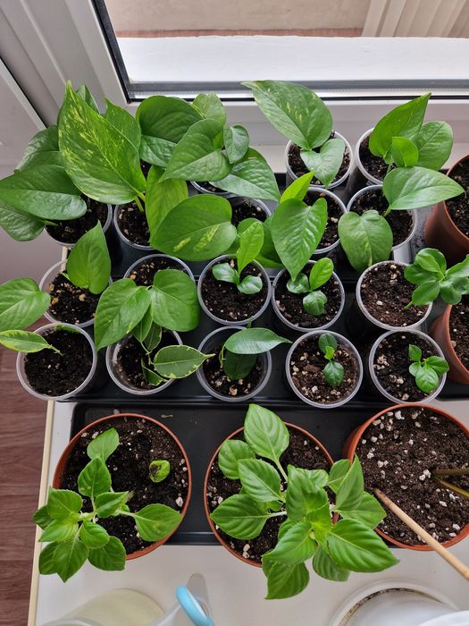 Эпипремнум золотистый от 500 тг