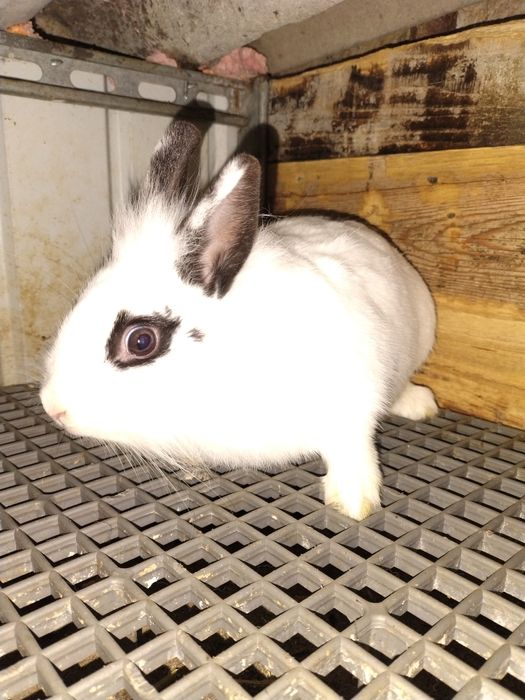 Vând iepurioaică  cap de leu