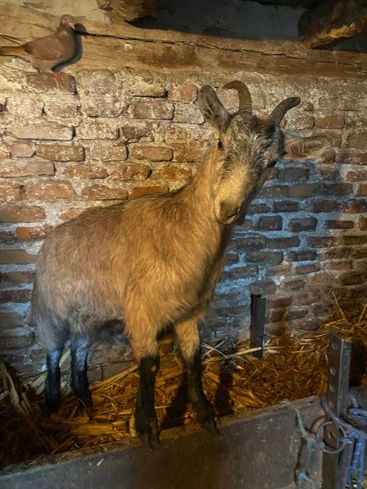 Vând 4 capre și 2 țapi alpin francez