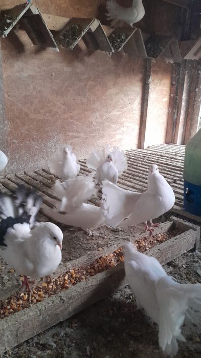 Porumbei curcanari albi