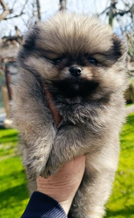 Померан, мини померан