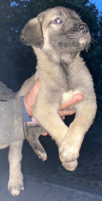 Catel din Corb si Kangal