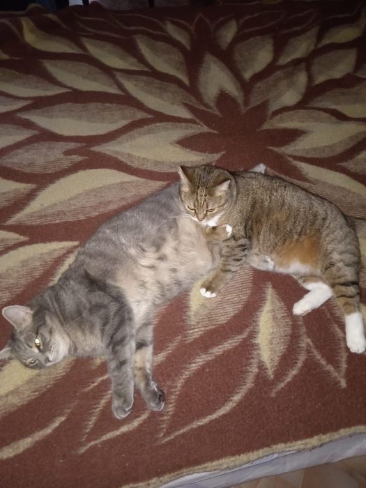 Кошечки ищут дом