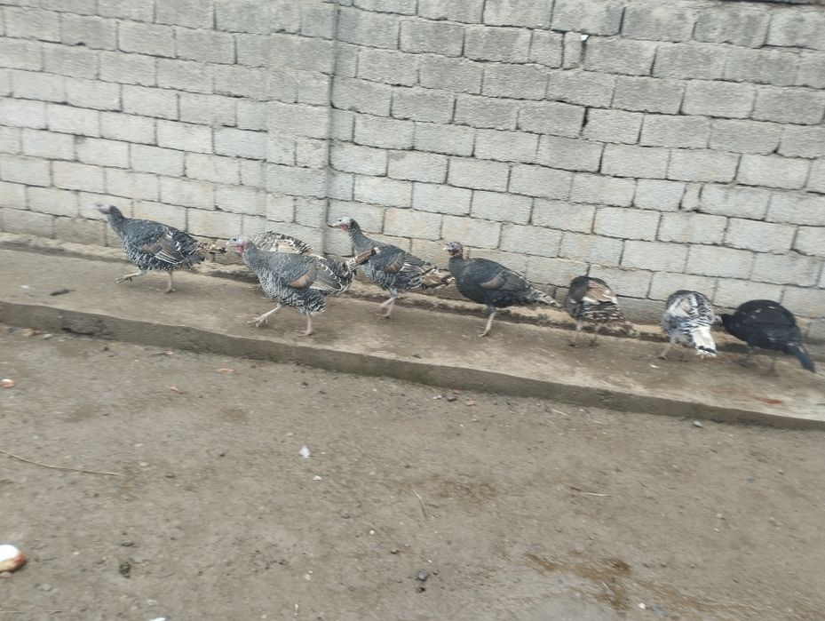 Хонаки соглом куркалар сотилади