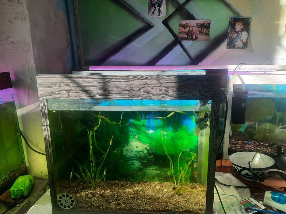 продаются аквариумы с рыбками