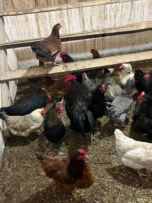 продам инкубационные яйца