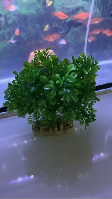 Продам золотые рыбки аквариумный