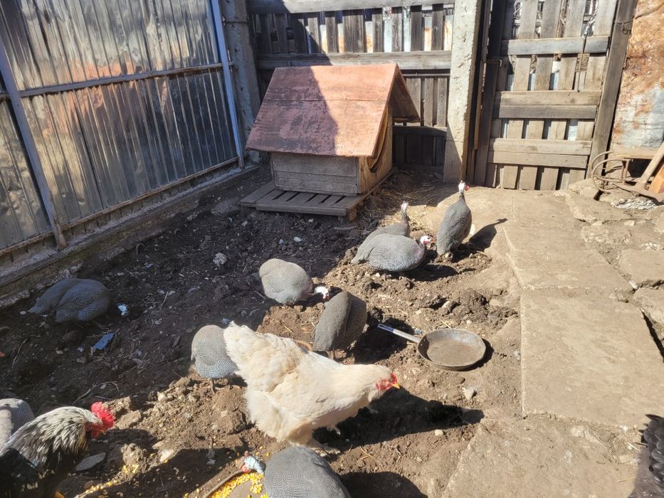 Vând bibilici frumoase