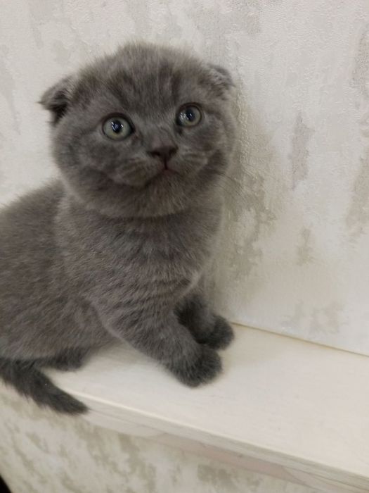 Котята британские