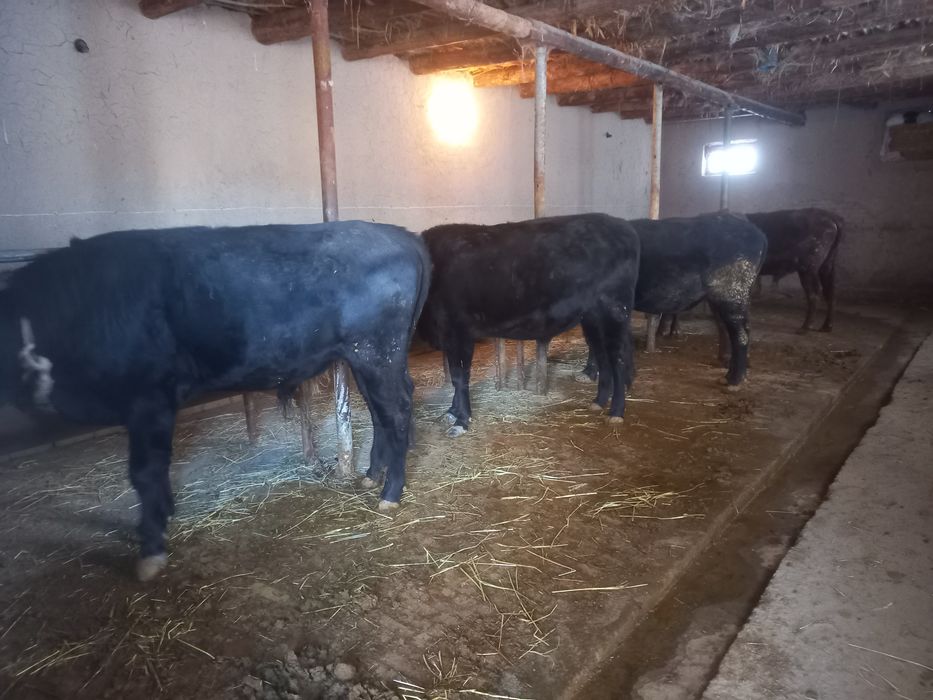 5 ta hokizlar sotilad yeb ichishiga garantiya