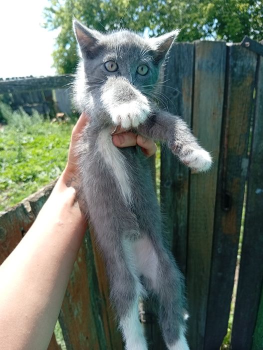 Отдам котят в добрые руки