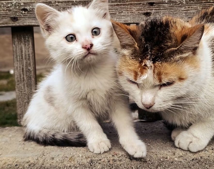 Котята ищят свой дом!