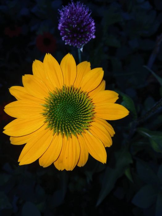 Aster si seminte de flori deosebite