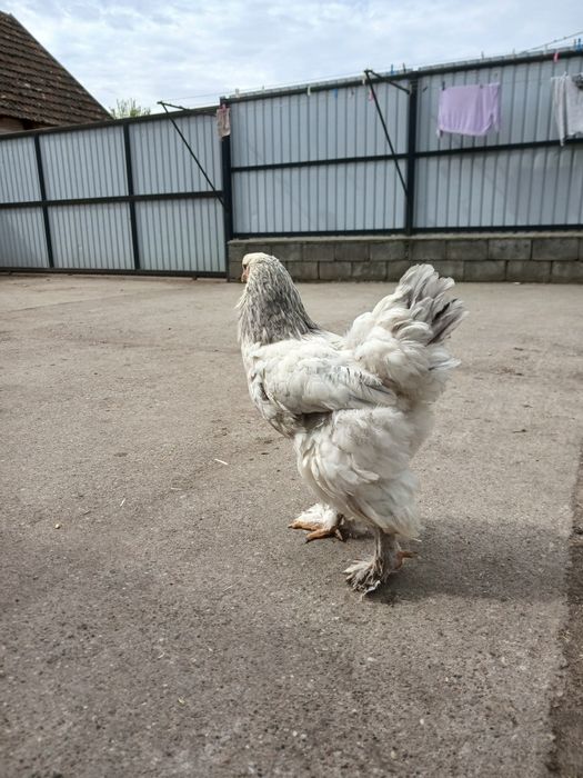 Gaini brahma de vanzare