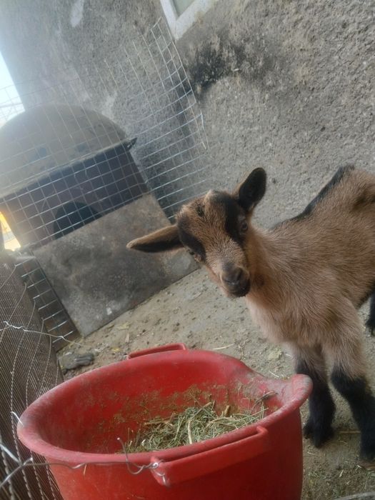 Продам 3их козлят