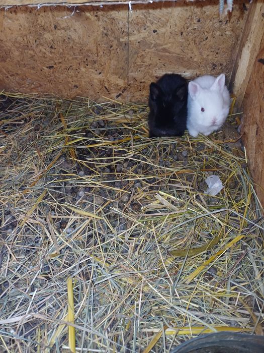 Disponibili rex pitic, rex, cap de leu