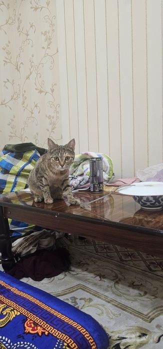 Пропала кошка Ташкент