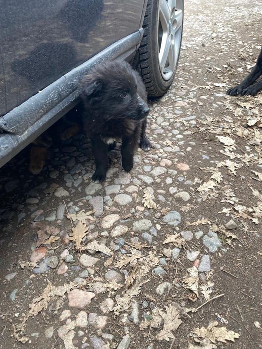 Щеночки в добрые руки