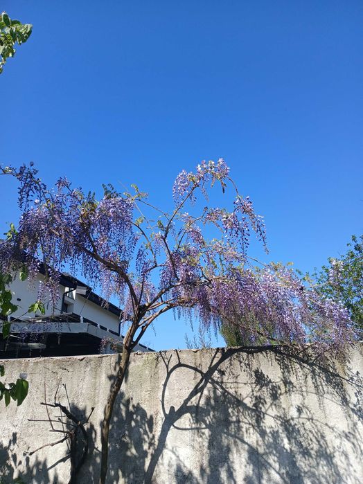 Glicina mov, Wisteria sinensis mov, butasi la ghiveci