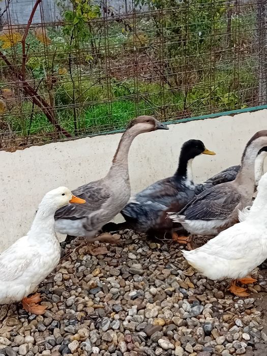 Rata peking . De vanzare