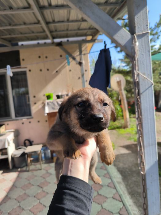 Отдам щенят в добрые руки