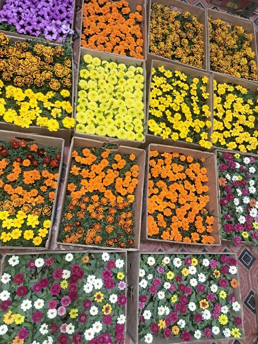 цветы оптом в розницу