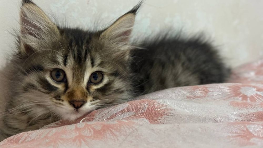 Котята брат и сестра пушистики