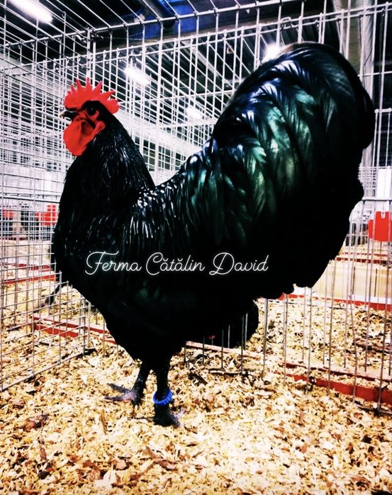 Oua incubatie Australorp Negru Albastru Splash