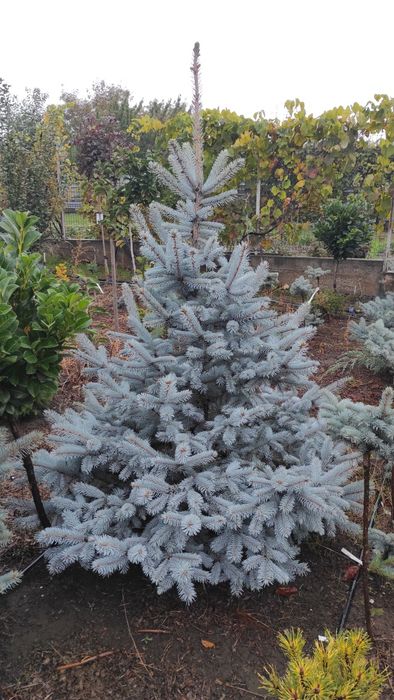 Plante ornamentale deosebite, altoite, de colectie.