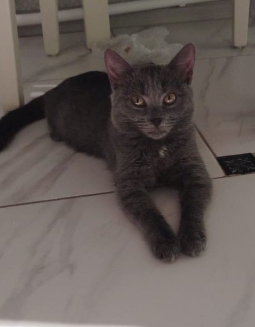 Отдам красивого котенка