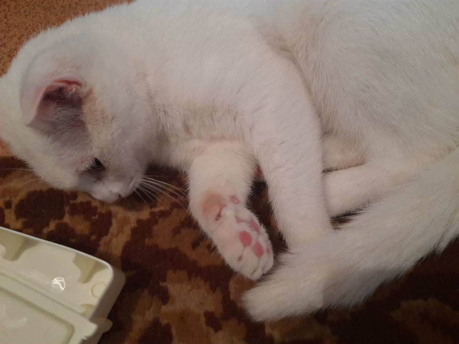 Кошки 10 месяцев