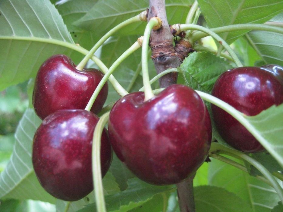 Gilos ( olcha) ko'chatlari