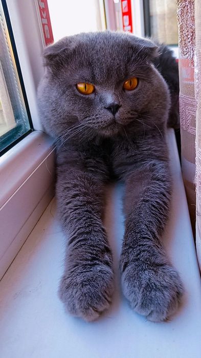 Продаются 2 девочки скоттиш страйт